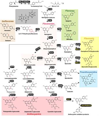 Designing plant flavonoids: harnessing transcriptional regulation and enzyme variation to enhance yield and diversity
